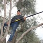 Kendisi küçük becerisi büyük! 8.sınıf öğrencisi zeytin hasadı yapıyor