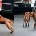 İstanbul'da pitbull dehşeti! Köpeklerin kovaladığı kurye kaza yaptı... O anlar kamerada