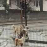 Sokak köpeklerinden kaçmak için elektrik direğine tırmandı!