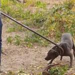 Tehlikeli ırk köpek ticaretini yapan 6 kişiye 240 bin lira ceza