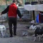 Terk edilen 10 pitbull barınağa alındı