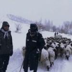 Yaylada mahsur kalan çoban ve sürüsü için 3 saatlik mücadele