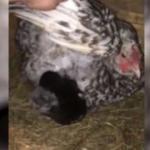 Tavuk kümesinde şoke eden manzara! İnsanı duygulandıran olay