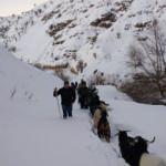 Asker ve korcular seferber oldu, kayıp keçiler 3 gün sonra bulundu