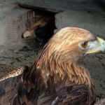 Bolu&rsquo;da bitkin halde bulduğu kaya kartalını tavuk k&uuml;mesinde besledi