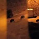Bursa’da yiyecek aramak için şehre inen domuzlar görenleri şaşırttı!