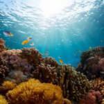 Dünyanın en büyük mercan resifi keşfedildi