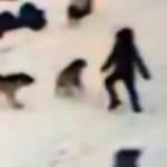 Kars’ta çocuğun cesareti köpeklerin saldırısını önledi