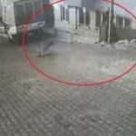 K&ouml;pek saldırılarının &ouml;n&uuml; alınamıyor! Karne almaya giden gen&ccedil; kıza k&ouml;pekler saldırdı