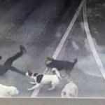 Sokak köpeği dehşeti! İş adamı canını zor kurtardı