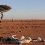 Kuraklık Tanzanya'yı yakıp kavuruyor: On binlerce hayvan telef oldu