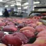 Türkiye'den 80 ülkeye 180 milyon dolarlık elma ihracatı