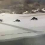 Bayburt'ta su samuru ailesinden alabalık tesisine "gece operasyonu"