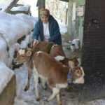 Bolu&rsquo;da inek &uuml;&ccedil;&uuml;z doğurdu, g&ouml;ren şaştı kaldı 