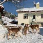 Bu ineğin sahibi &ccedil;ok şanslı: &Ouml;nce ikiz, şimdi &uuml;&ccedil;&uuml;z doğrdu