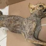 Cami tadilatı sırasında bulundu! 80 yıllık