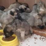 Erzurum&rsquo;da 63 yavru k&ouml;pek donmaktan son anda kurtarıldı 