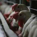 Güney Kore'de 427 bin tavuk itlaf edilecek