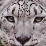 Polonya’da kar leoparı Covid-19 nedeniyle hayatını kaybetti