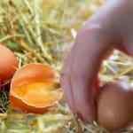 Rüyada yumurta yemek ne anlama gelir? Rüyada yumurta görmek hayırlı mıdır?
