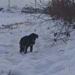 Sakarya&rsquo;da yavru k&ouml;pekler donmaktan son anda kurtarıldı 