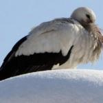 4 yıldır caminin bacasından ayrılmadı, leylek k&ouml;y&uuml;n vazge&ccedil;ilmezi oldu 