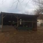 Antalya&rsquo;da ağıla giren sokak k&ouml;pekleri koyunları telef etti!