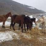 Hakkari&rsquo;de hayırsever vatandaş donmak &uuml;zere olan atlara sahip &ccedil;ıktı 