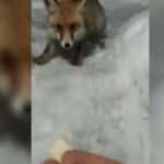 Karakola gelen tilkiyi askerler besledi