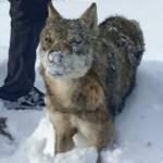 Karlı arazide donmuş kurt bulundu! 