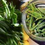 Kaya koruğu bitkisinin faydaları nelerdir?