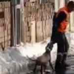 İstanbul'da pitbull saldırısı! Elbiselerini &ccedil;ıkardı...