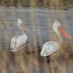 Trakya'nın "kuş cenneti" 40 bin kuşa ev sahipliği yapıyor
