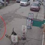 Yine pitbull saldırısı! Sokak k&ouml;peği &ouml;lmek &uuml;zereyken esnaf sopayla kurtardı