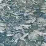 Ağlar denizanasıyla doldu! &Uuml;niversiteden 'dokunmayın' uyarısı geldi