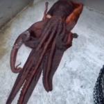 Ahtapotun yaptığı hareket inanılmaz! Sosyal medyayı sallayan video!