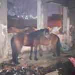 İzmir'de ka&ccedil;ak kesime baskın: Katır ve eşekler kurtarıldı, 6 hayvanı katletmişler