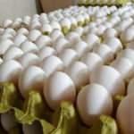 KDV indirimi yumurta üreticisini sevindirdi