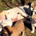 T&uuml;fekle vurulan k&ouml;peğin 7 yavrusu başında bekledi