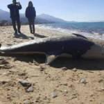 Aydın'da ilgin&ccedil; g&ouml;r&uuml;nt&uuml;: Tırtak cinsi Yunus sahile vurdu!