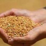 Edirne'de buğday 4 lira 49 kuruş oldu 