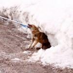 Hakkari&rsquo;de yaralı kurdu doğa y&uuml;r&uuml;y&uuml;ş&uuml;ndeki &ouml;ğretmen kurtardı 