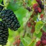 Rüyada dut ağacı görmek ne anlama gelir? Rüyada dut toplamak iyiye mi işaret eder?