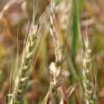 Buğday fiyatları için korkutan açıklama: Küresel enflasyonu tetikleyecek