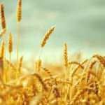 Edirne’de buğday 5 lira 411 kuruş oldu