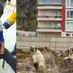 Isparta’da sahipli kangal dehşeti! Okula giden Efe saldırıya uğradı