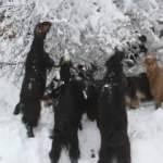 Konya&rsquo;da dağ ke&ccedil;ileri, ağa&ccedil; dallarıyla beslendi