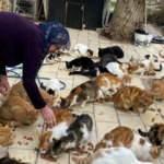 Nuriye teyze ömrünü kedilere adadı: 70 sokak kedisine annelik yapıyor