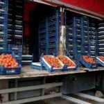 Rusya-Ukrayna krizi domatesin kilosunu 4 liraya düşürdü