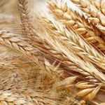 Rüyada buğday görmek ne demek? Rüyada buğday tarlası görmek neye işaret eder?